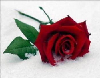 rose rouge